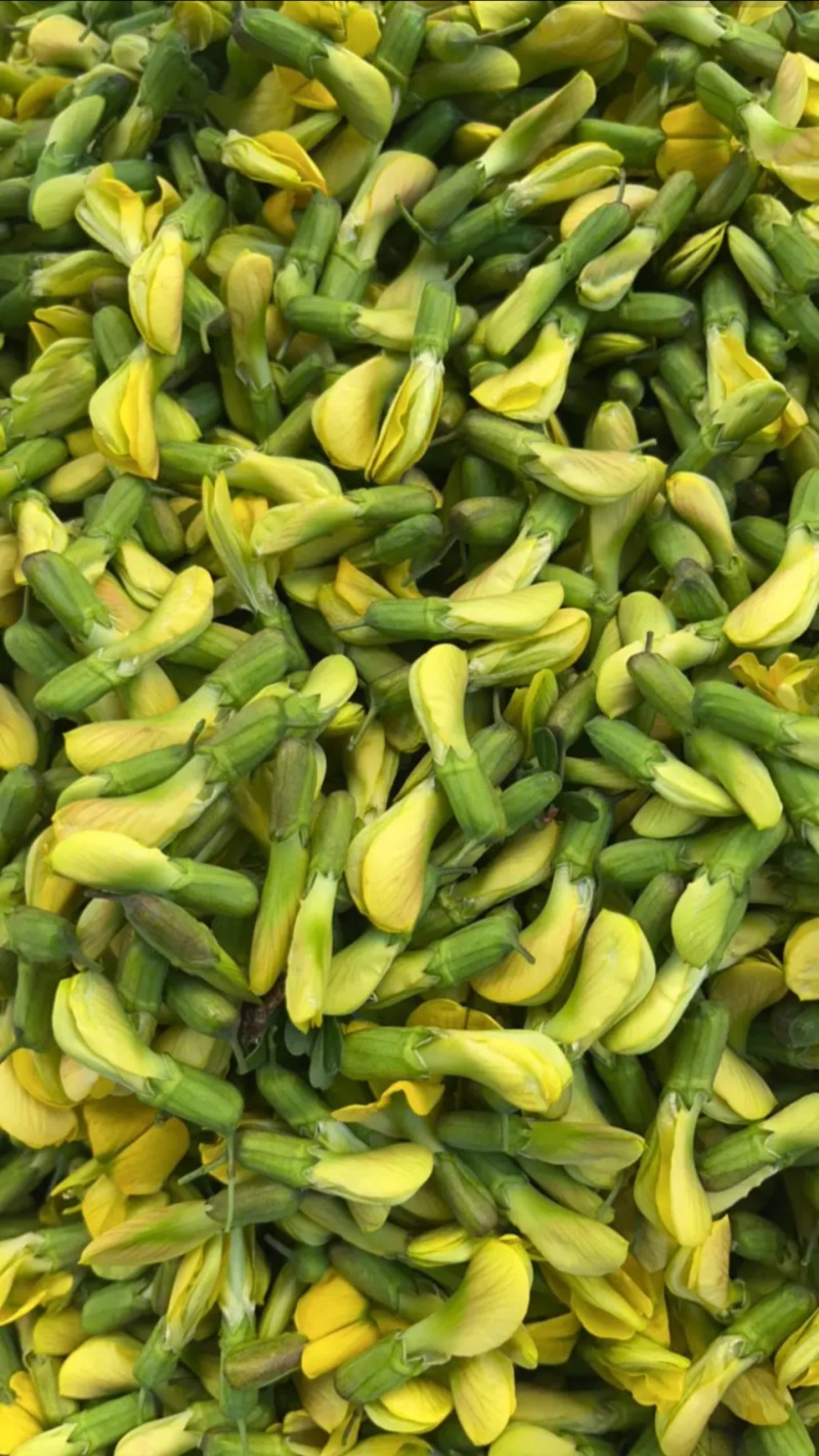 产地供应新鲜菜用金雀花