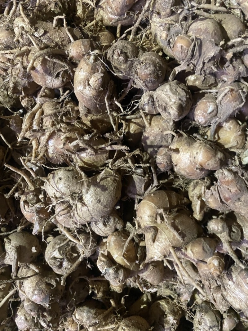 沙姜原产地源头发货包邮一件代发
