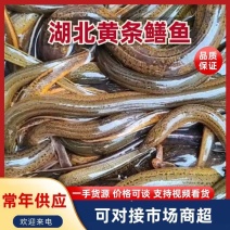 湖北正宗黄条鳝鱼，肉质细腻，颜色正宗黄条鳝鱼，物美价廉。