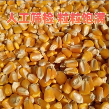 玉米，干玉米粒。袋装散装容重720以上。净粮无霉变。水分13