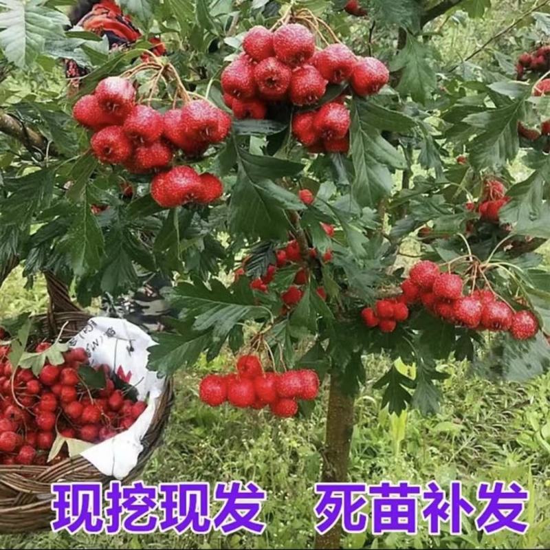 大金星山楂树大五棱山楂树2-3公分出售