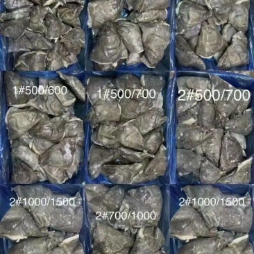 鲽鱼头，400-500500-70020斤