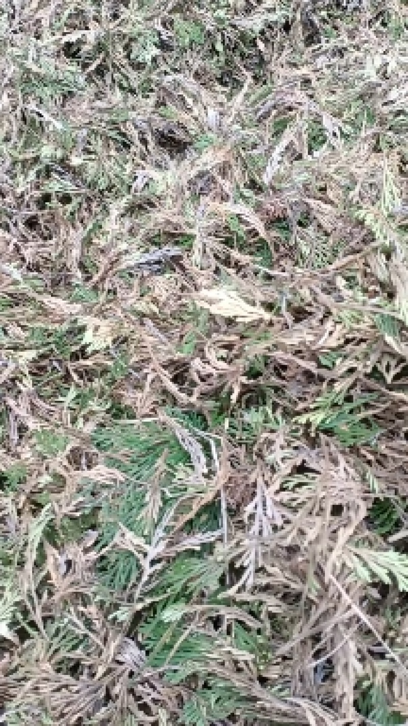 卷柏还魂草