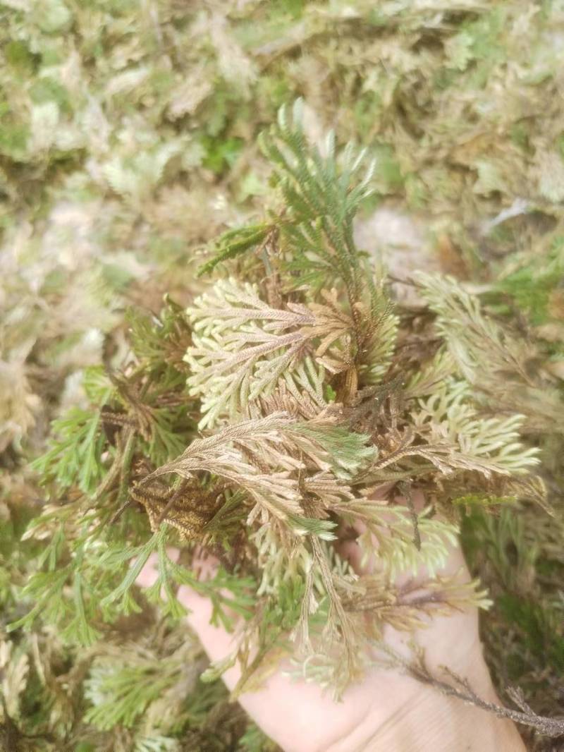 卷柏还魂草