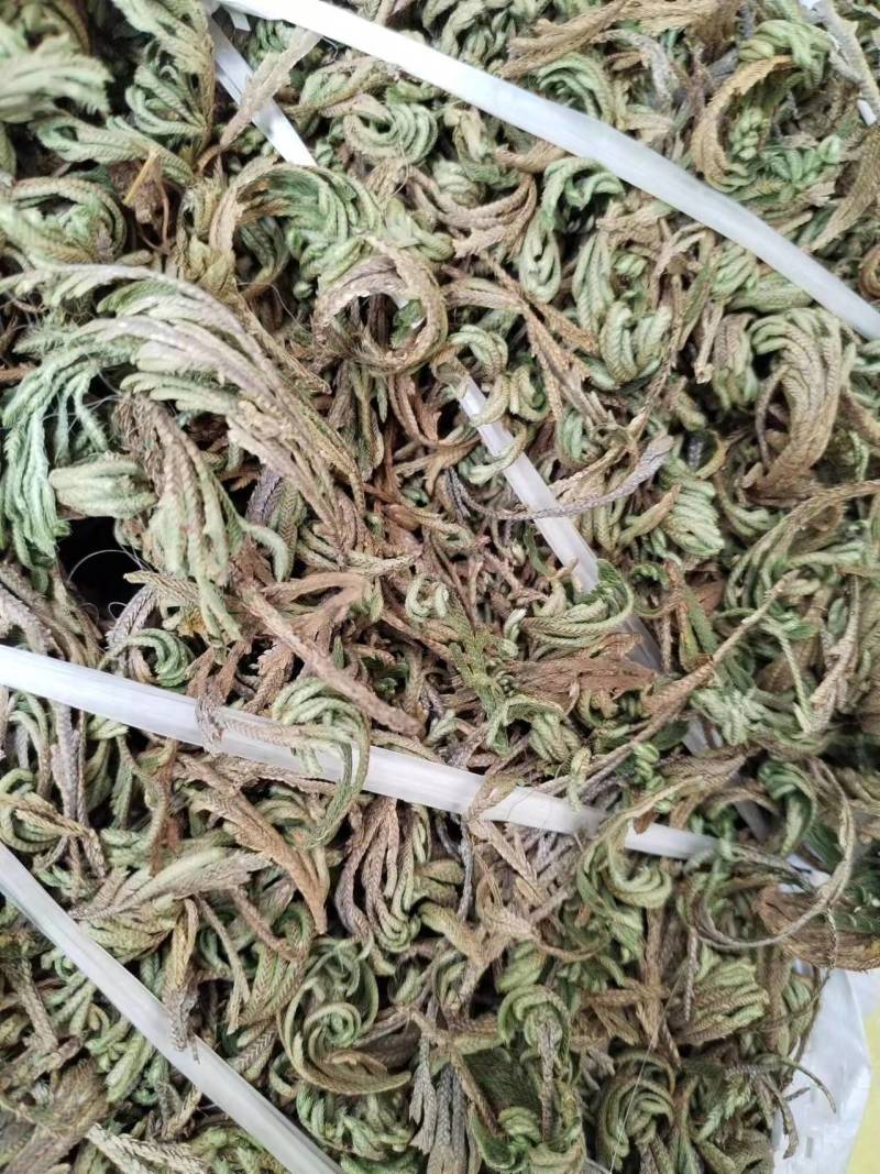 卷柏还魂草