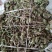 卷柏还魂草
