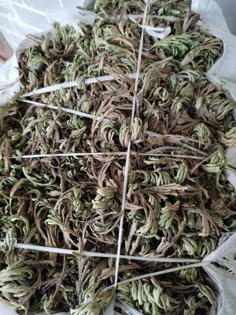 卷柏还魂草