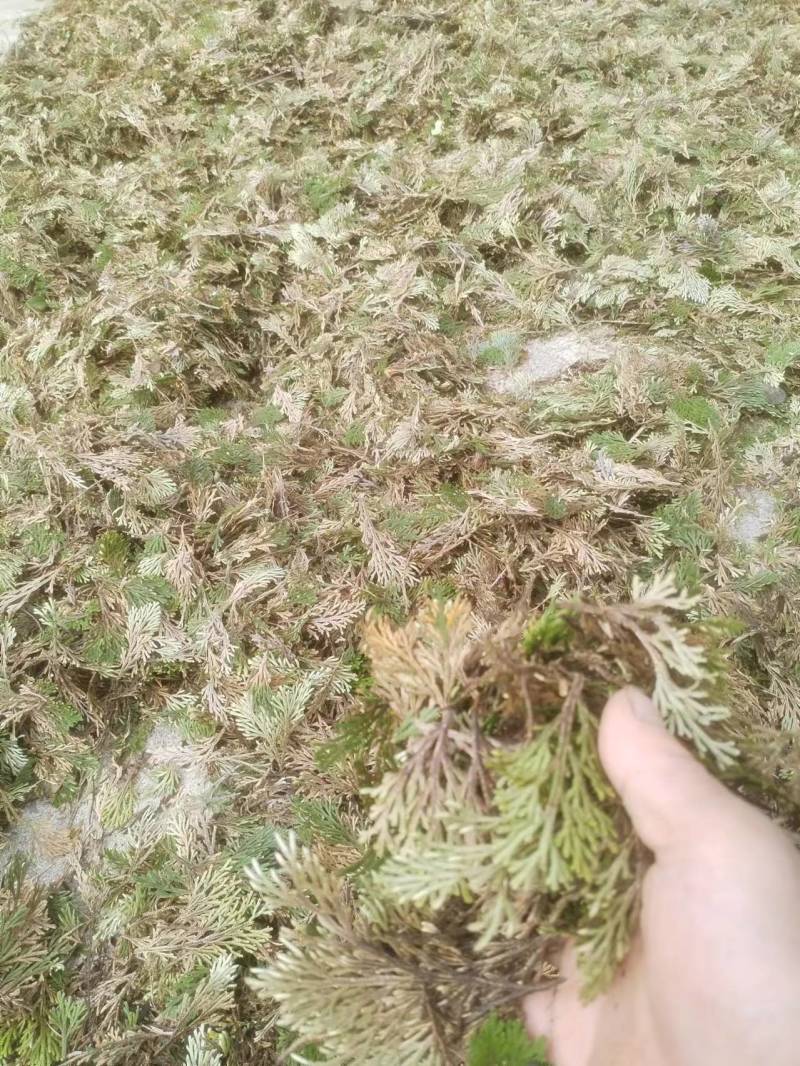 卷柏还魂草