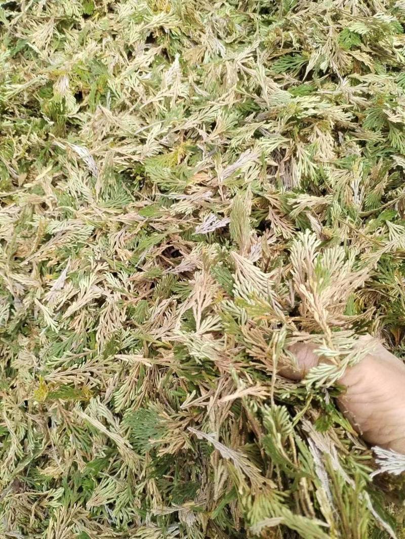 卷柏还魂草