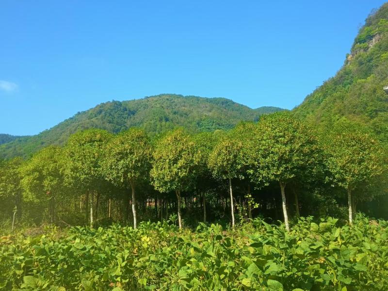 桂花