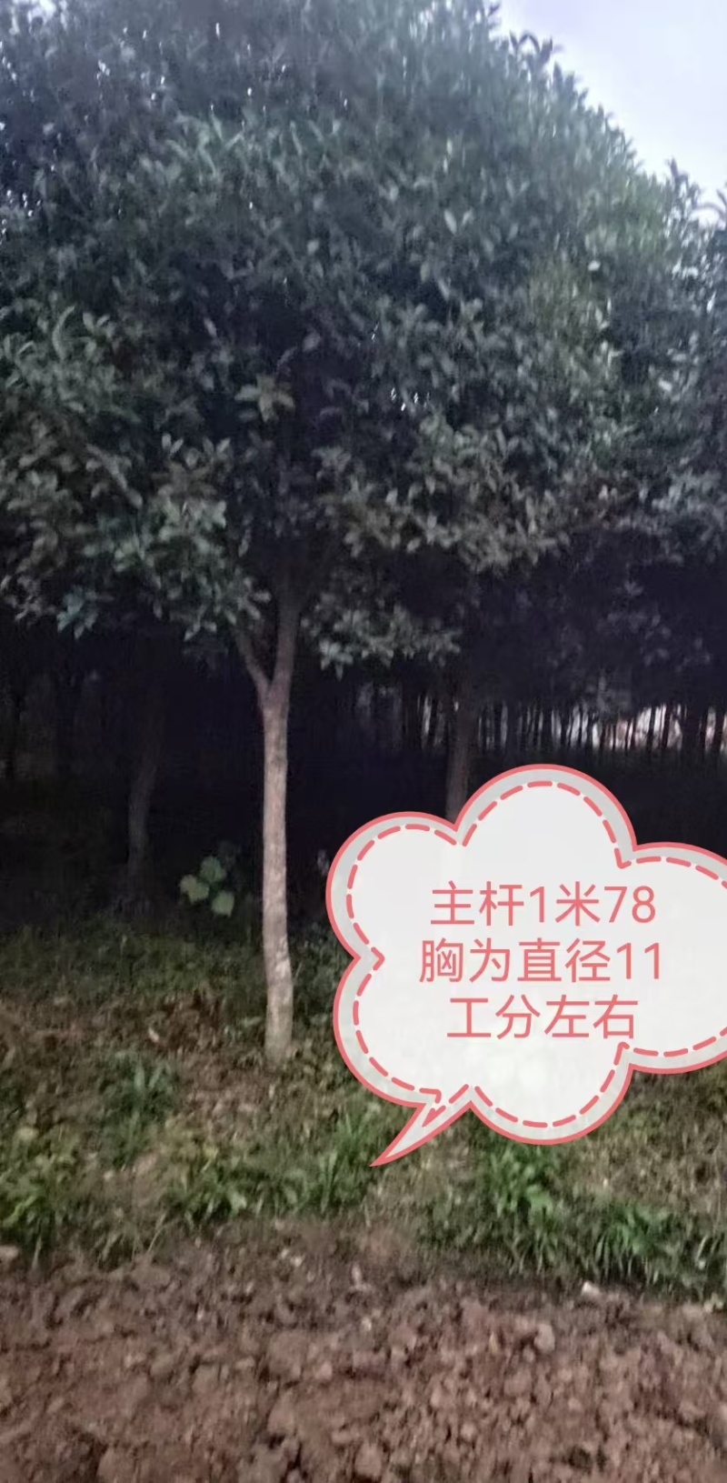 桂花
