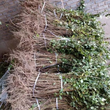 连翘苗庭院盆栽黄老虎苗观赏青翘黄花条连翘苗木果树