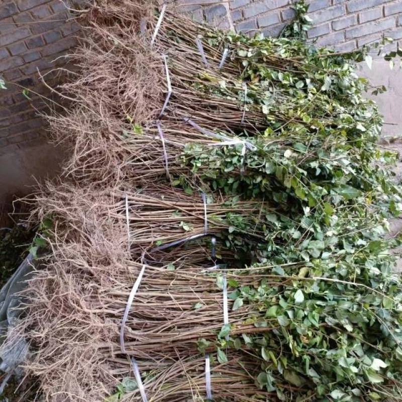 连翘苗庭院盆栽黄老虎苗观赏青翘黄花条连翘苗木果树