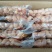 圣旺精品冷鲜50粒土鸡腰5kg/件