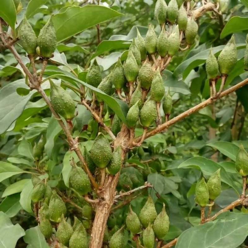 连翘苗庭院盆栽黄老虎苗观赏青翘黄花条连翘苗木果树