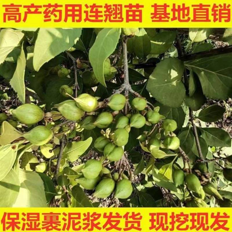 连翘苗庭院盆栽黄老虎苗观赏青翘黄花条连翘苗木果树