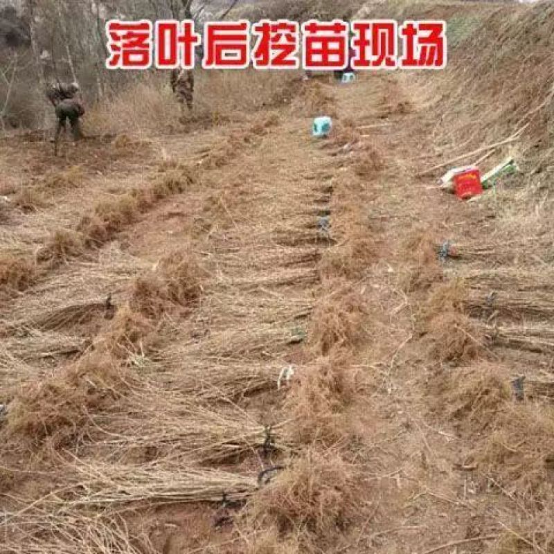 连翘苗庭院盆栽黄老虎苗观赏青翘黄花条连翘苗木果树