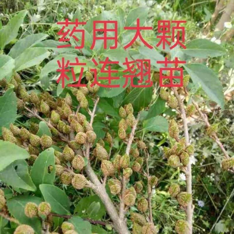 连翘苗庭院盆栽黄老虎苗观赏青翘黄花条连翘苗木果树