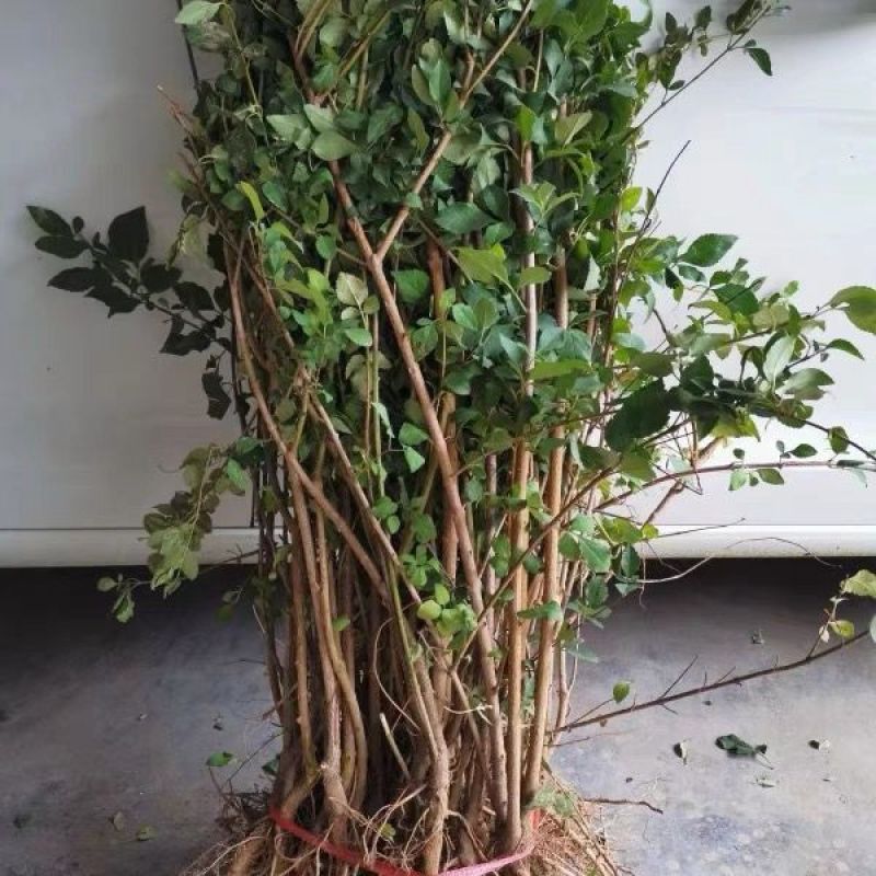 连翘苗庭院盆栽黄老虎苗观赏青翘黄花条连翘苗木果树
