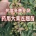 连翘苗庭院盆栽黄老虎苗观赏青翘黄花条连翘苗木果树