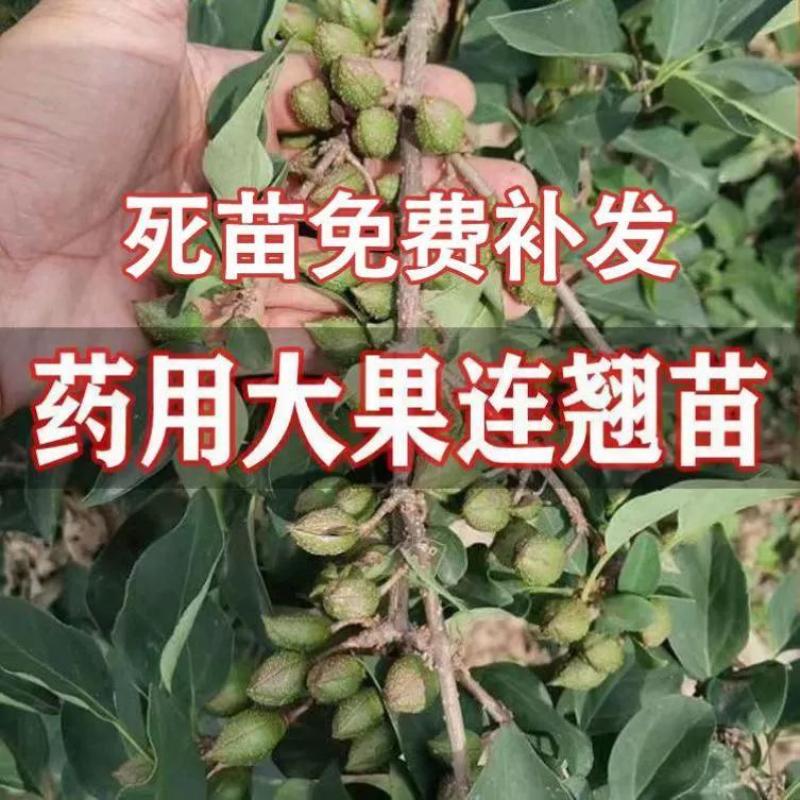 连翘苗庭院盆栽黄老虎苗观赏青翘黄花条连翘苗木果树