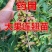 连翘苗庭院盆栽黄老虎苗观赏青翘黄花条连翘苗木果树