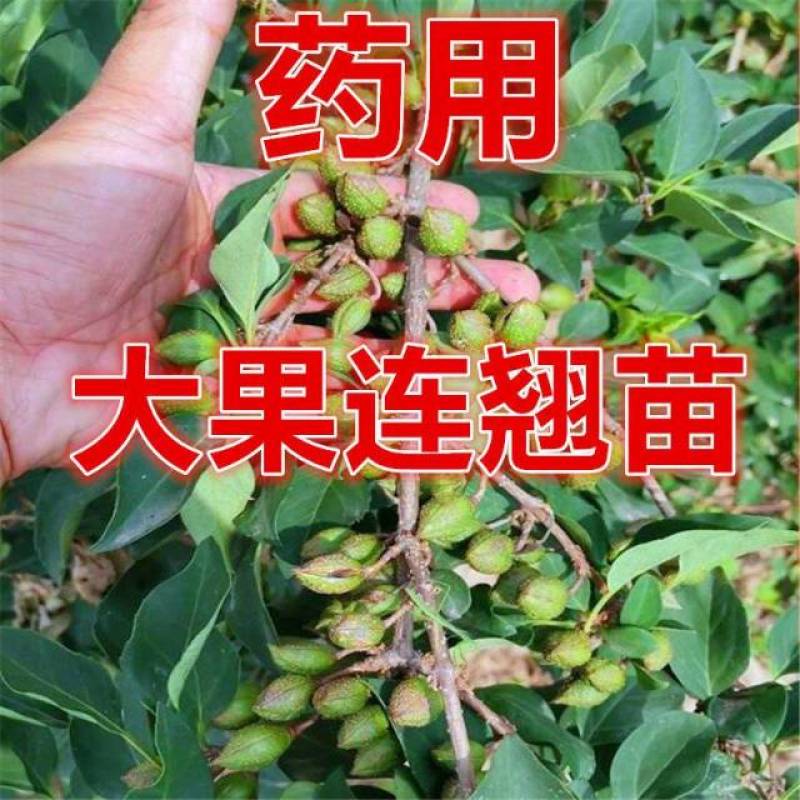 连翘苗庭院盆栽黄老虎苗观赏青翘黄花条连翘苗木果树