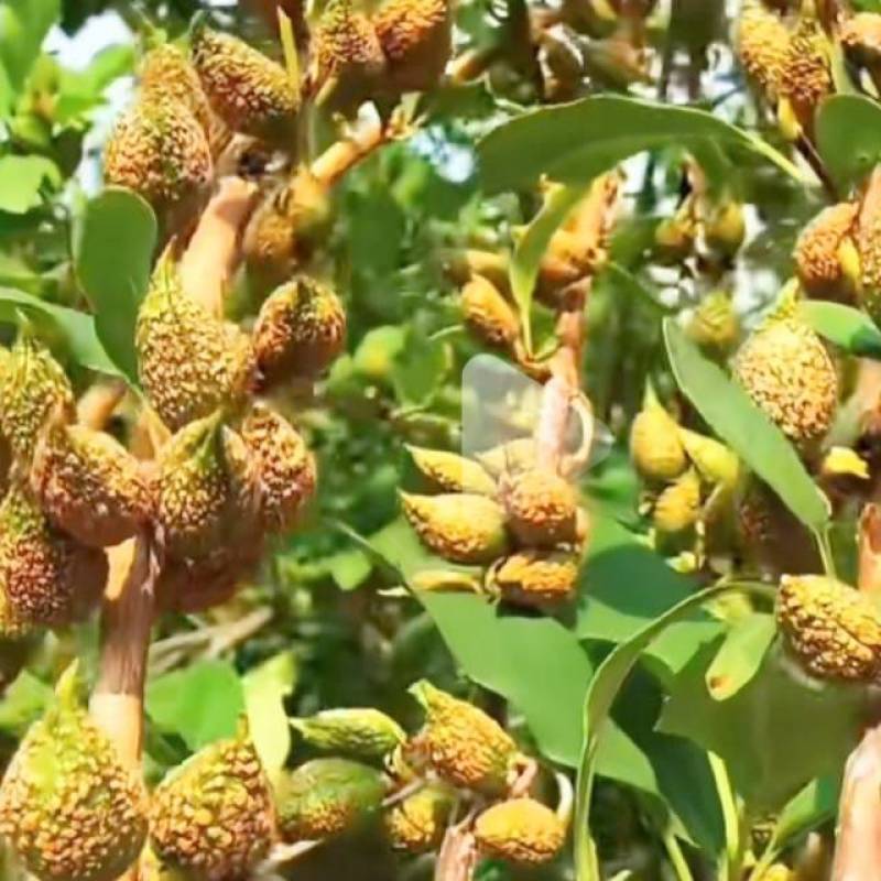 连翘苗庭院盆栽黄老虎苗观赏青翘黄花条连翘苗木果树