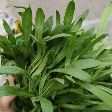 面条菜