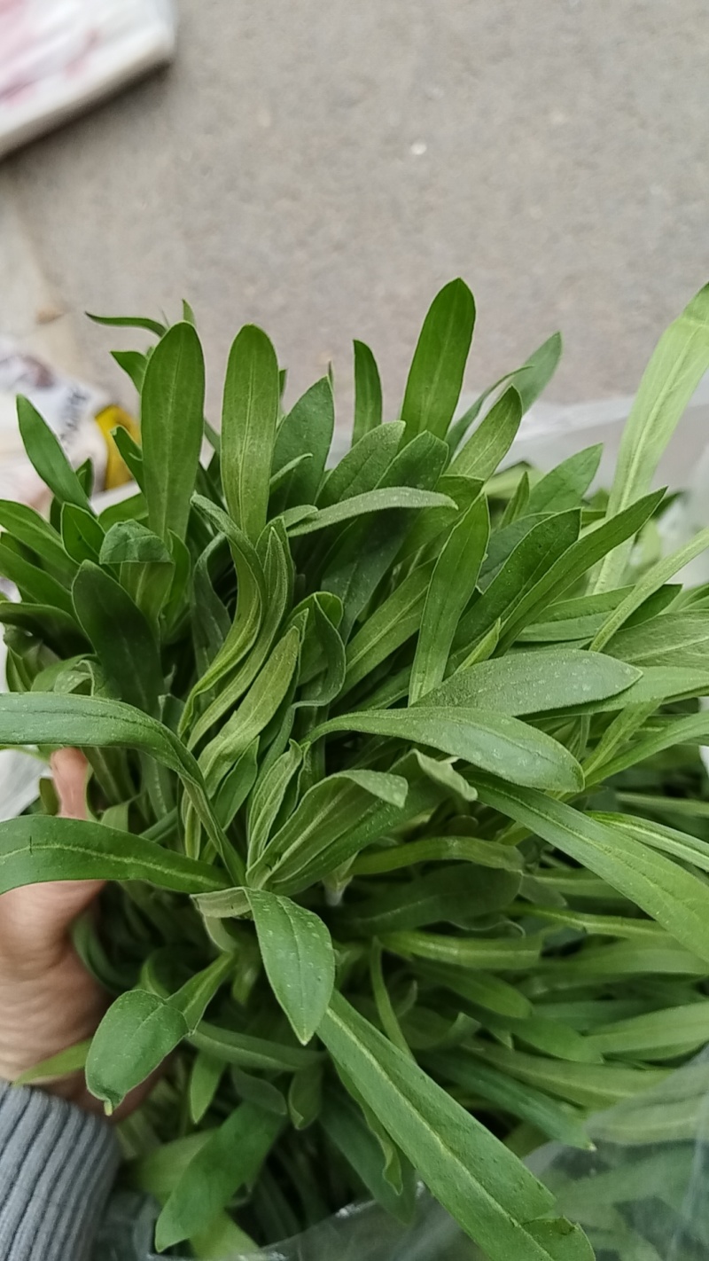 面条菜
