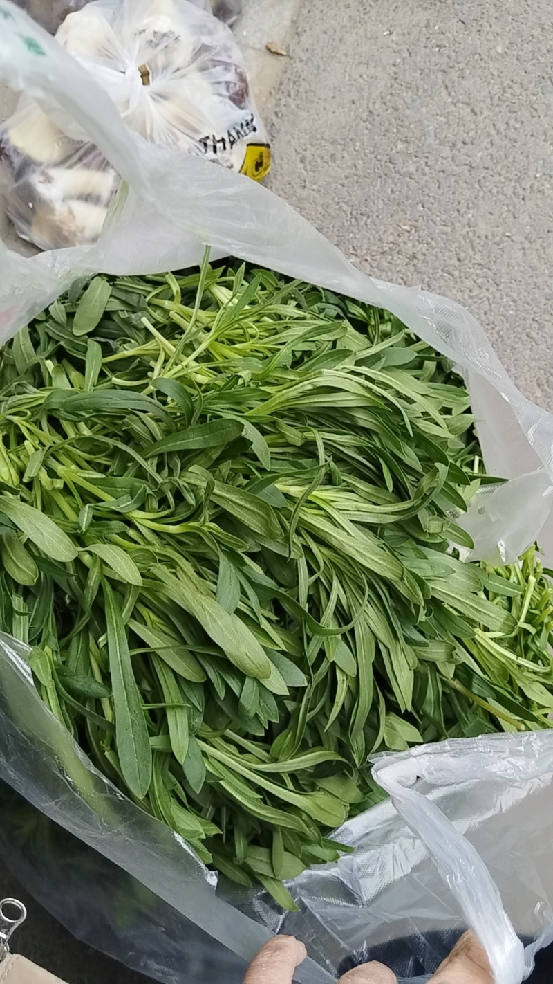 面条菜