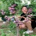 蜂糖李子树苗四季盆栽西梅矮化果树各种水果苗恐龙蛋杏李南方种植