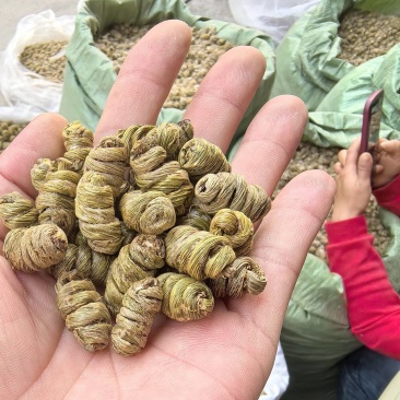 紫皮石斛