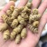 紫皮石斛
