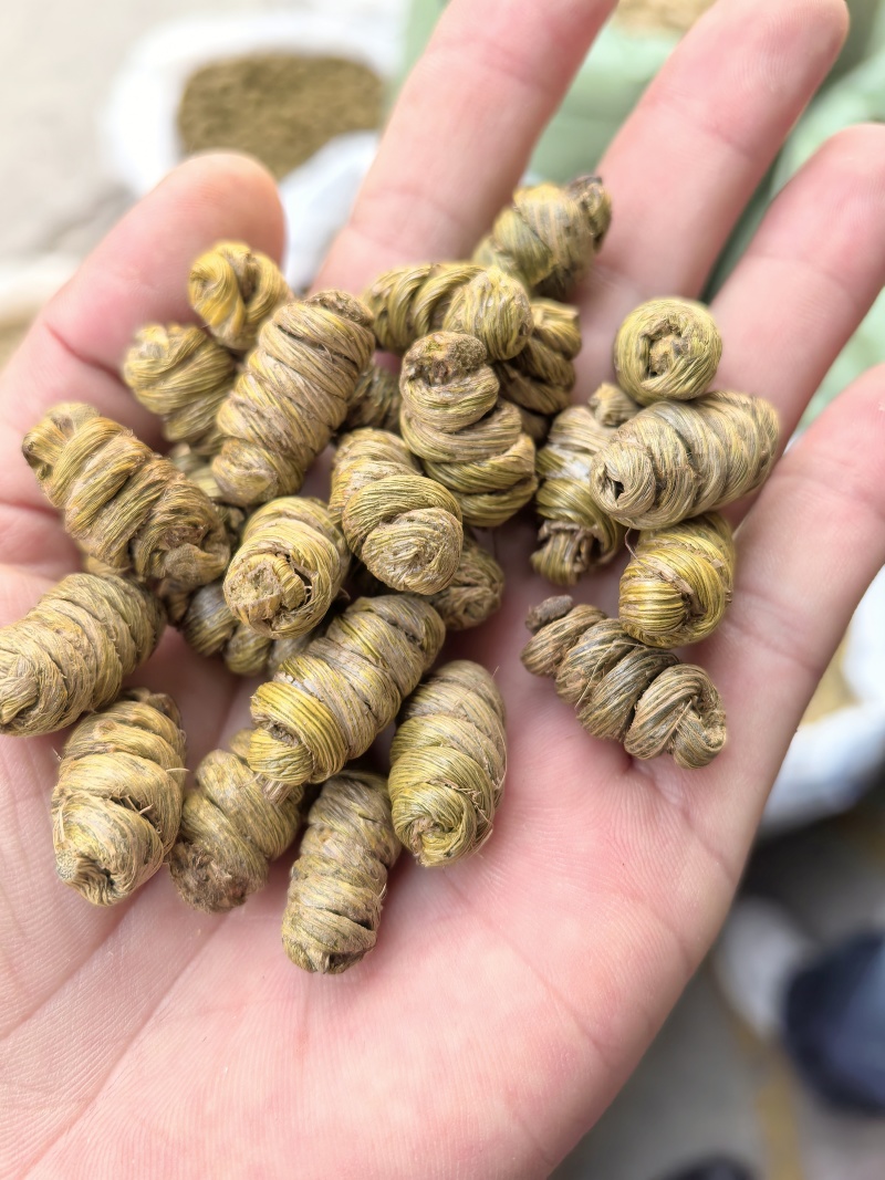 紫皮石斛