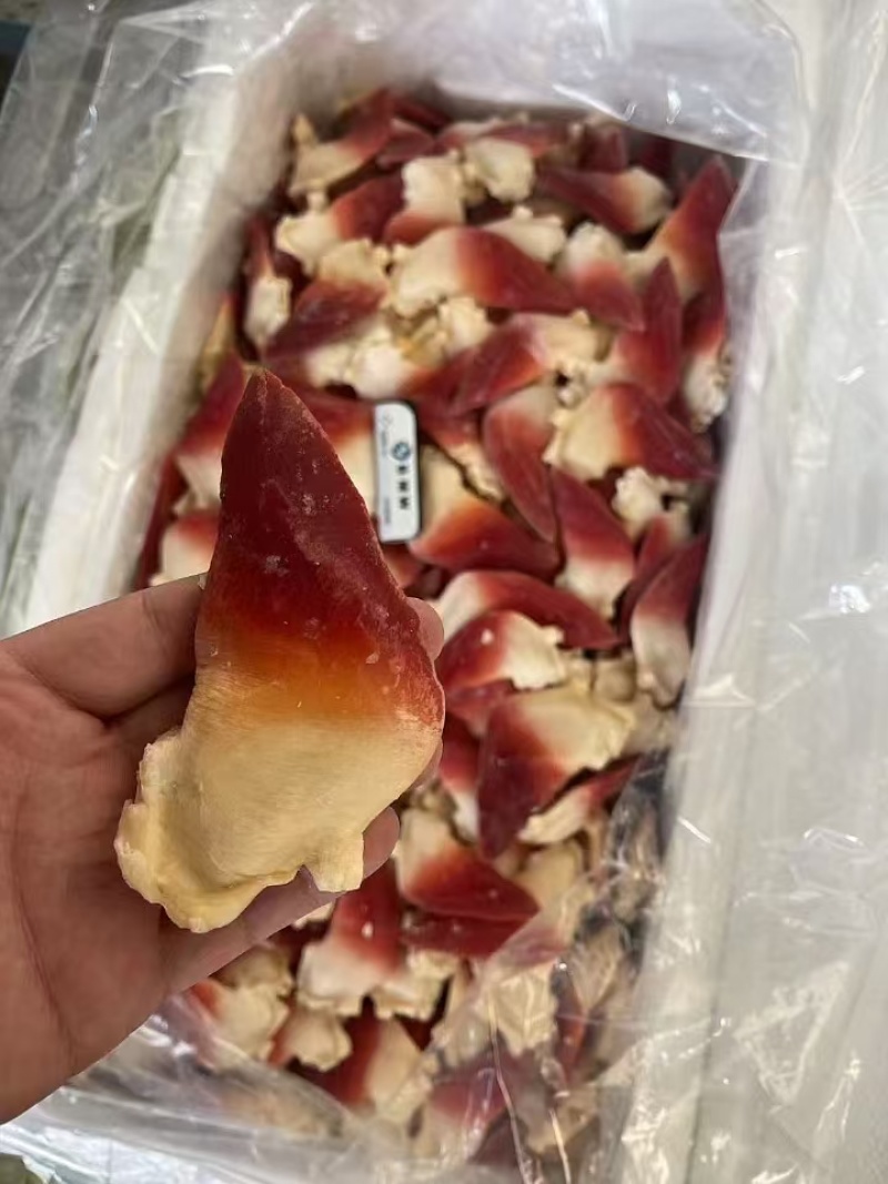 北极贝，适合日料刺身