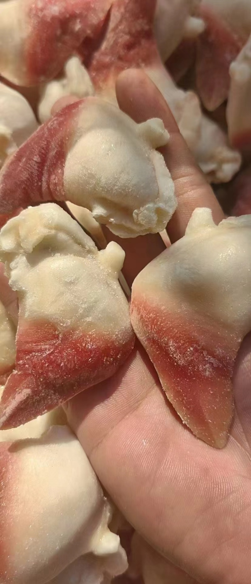 北极贝，适合日料刺身