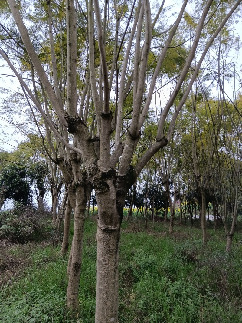 泸县蓝花楹绿化苗木10一25公分胸径