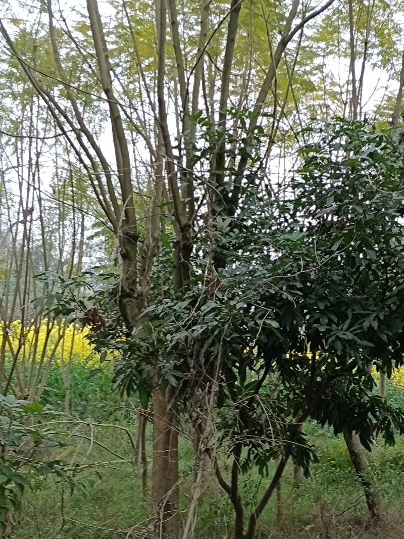 泸县蓝花楹绿化苗木10一25公分胸径
