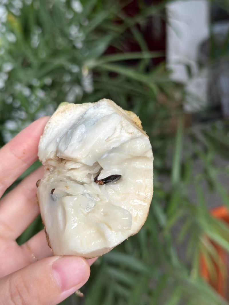 海南凤梨释迦精品礼盒一件代发