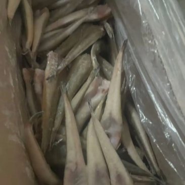 三去牛尾鱼营养丰富肉质鲜美口感爽滑出肉率高产地直发