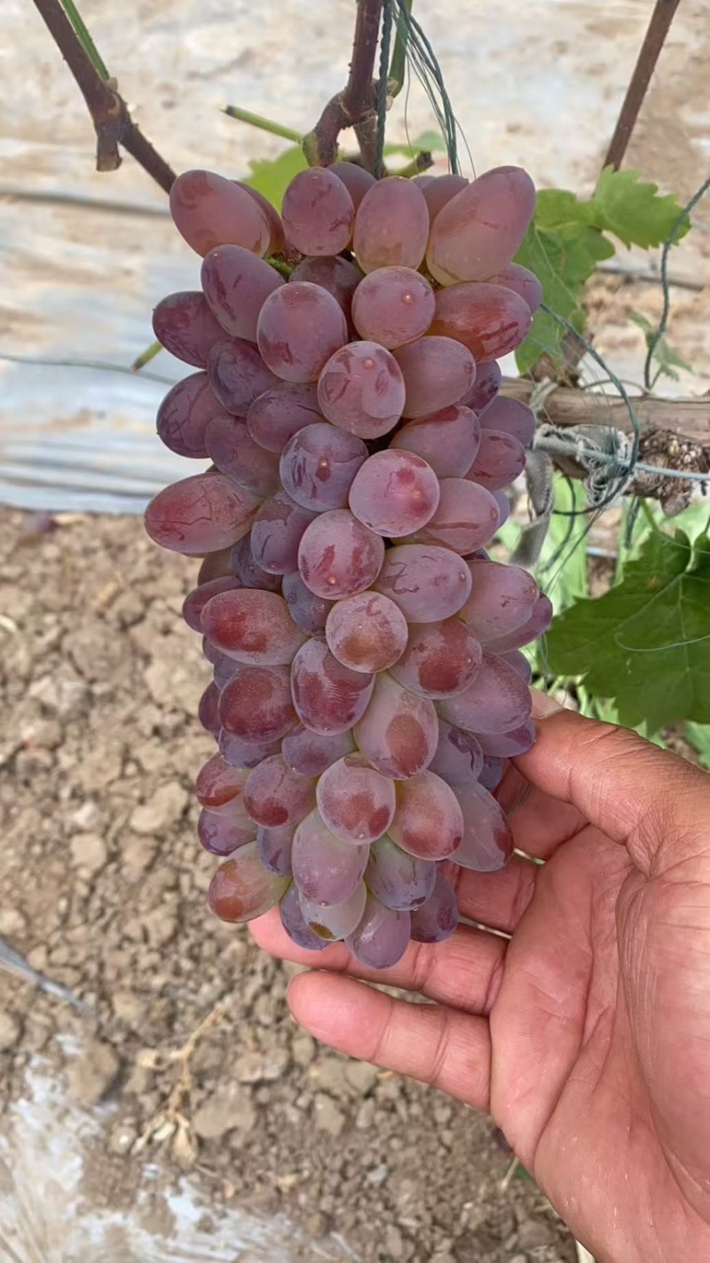 河北精品茉莉香葡萄产地直发一手货源质量保证