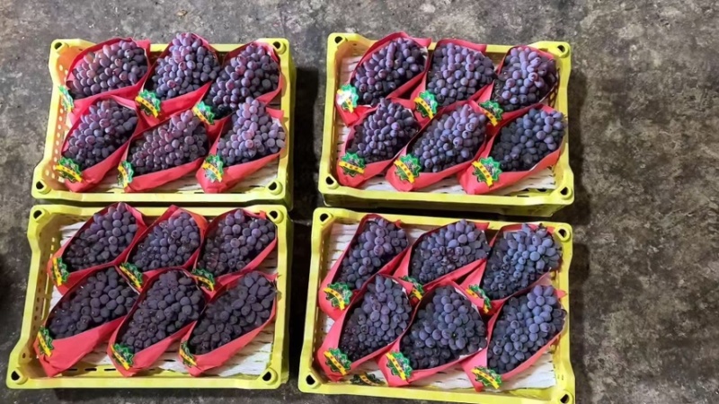 河北精品茉莉香葡萄产地直发一手货源质量保证