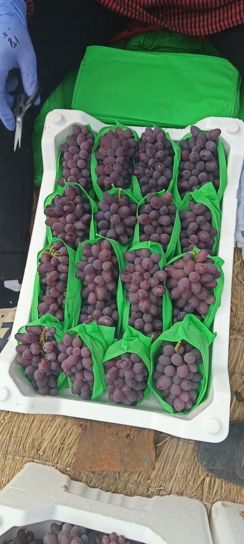 河北精品茉莉香葡萄产地直发一手货源质量保证