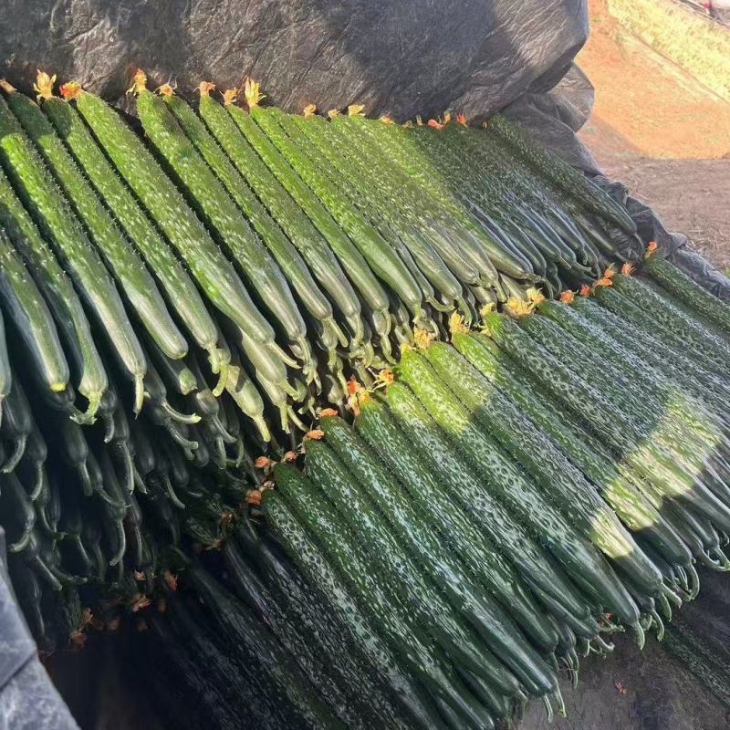 【密刺黄瓜】山东临沂沂南大棚一手货源统货一级精品都有