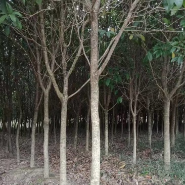桂花树