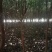 桂花树