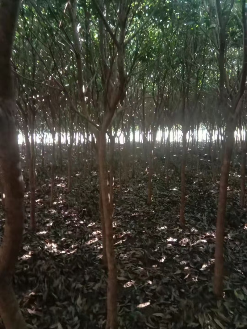 桂花树