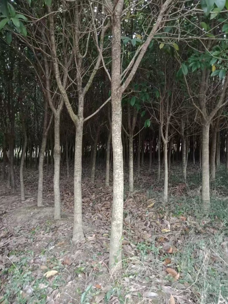 桂花树