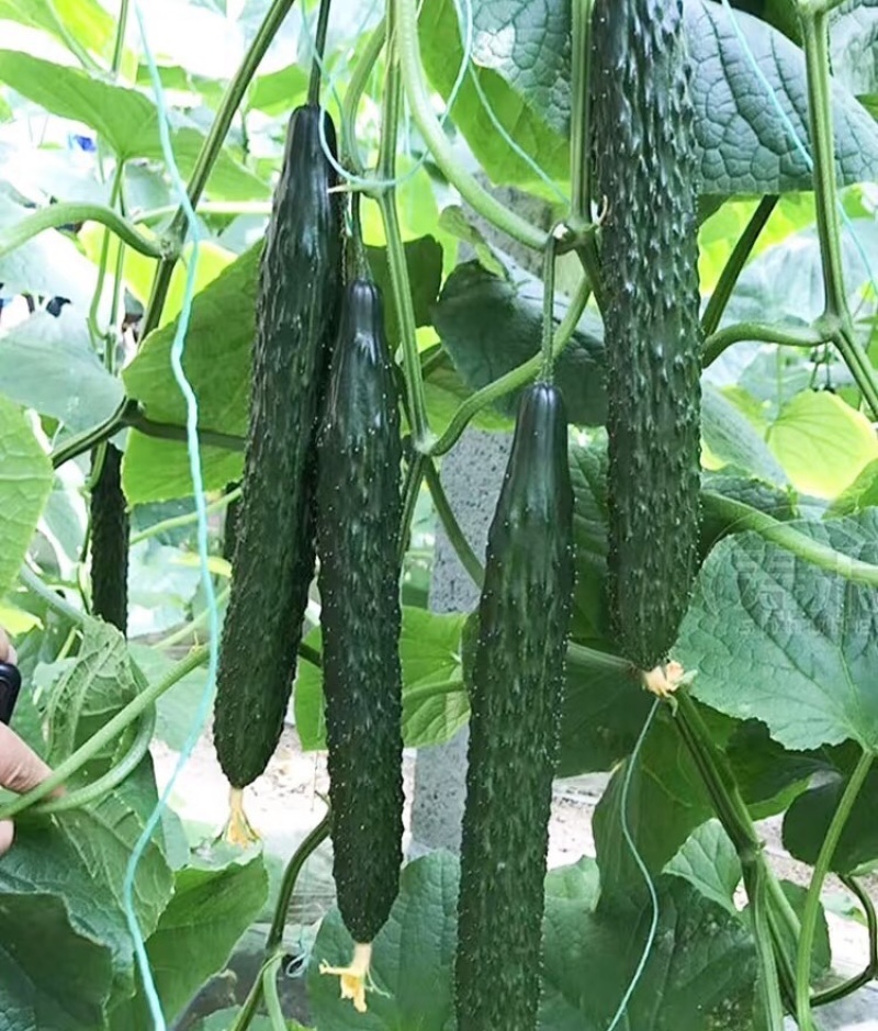 秒接单，夏邑蜜，刺黄瓜，黑条油亮，代发全国